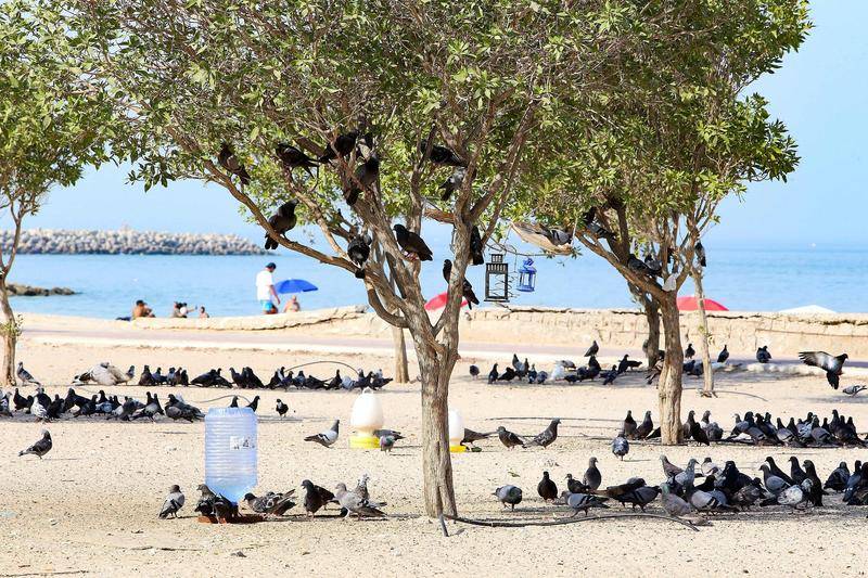 科威特 | 超50℃热浪来袭，鸽子扎堆树下乘凉
