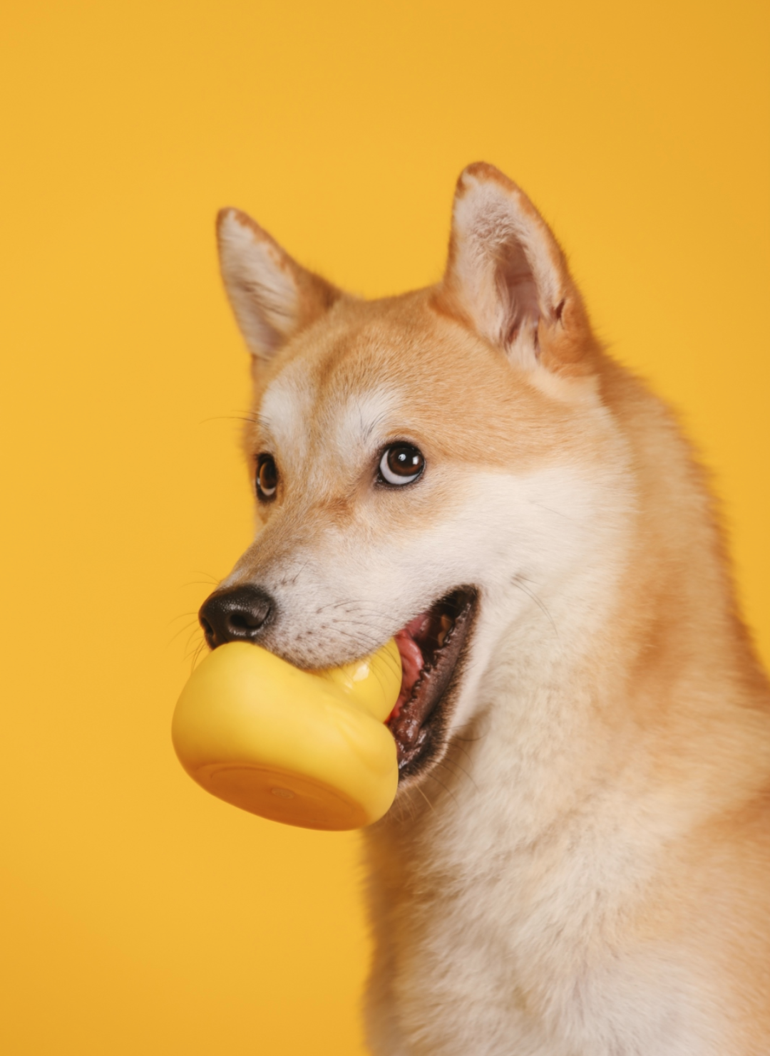 剛剛去全聯這個綁法主人騙了自己也騙了狗（但狗一動也不動好乖）, image size:1080x1482