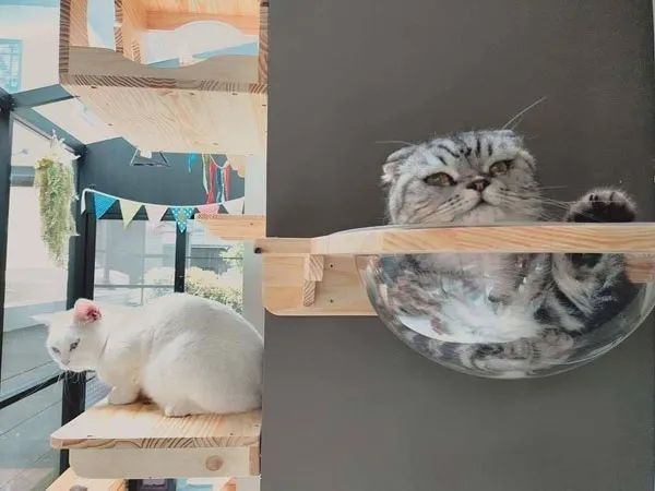 如何用家里的空地给猫搭一个阳光房,猫猫很喜欢