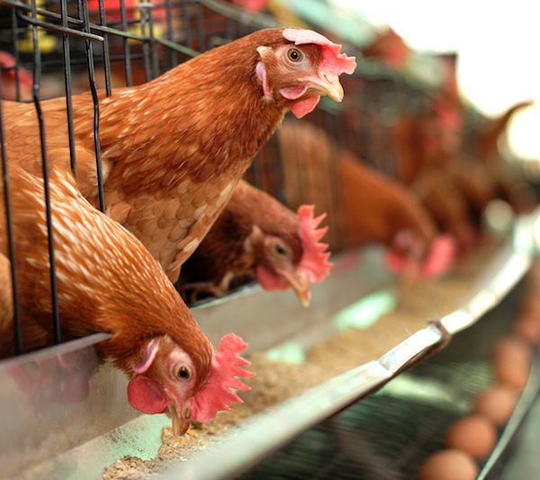 家禽行业疲软，饲料价格上涨，前三季度圣农发展净利下降79.6%