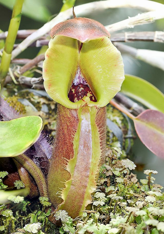 猪笼草为什么会吃昆虫?它是如何捕食的?又该怎么养它呢?