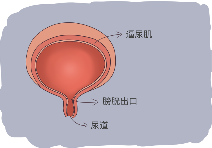 膀胱尿道后角示意图图片