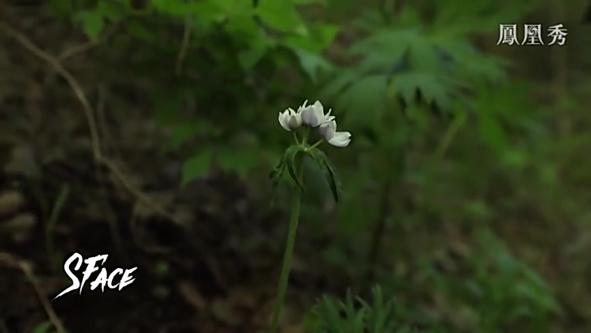 他为何在野外不厌其烦地找寻著同一种花？