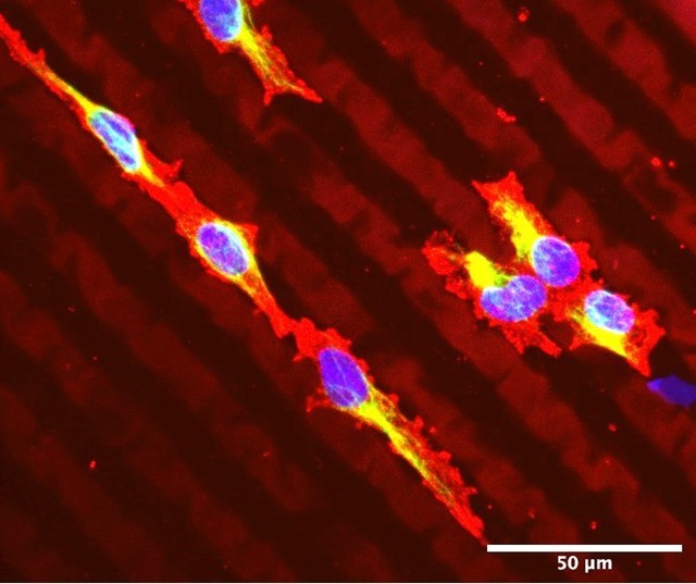 UpNano借助新3D打印设备实现生物打印