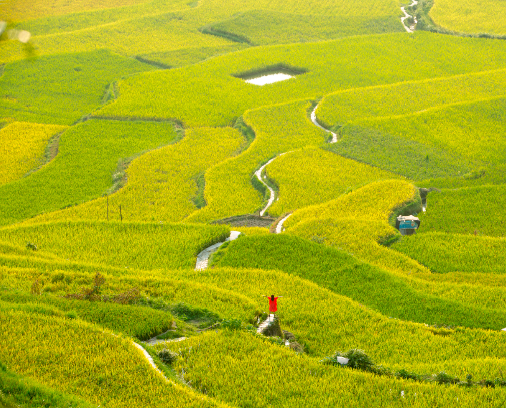 西江千户苗寨乡村风景线|金色稻田绘就秋天的绝美景色__凤凰网