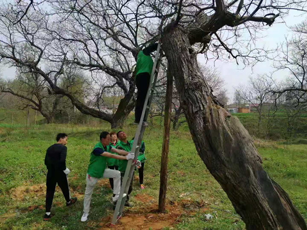 志愿者在为倾斜严重的古树打支撑