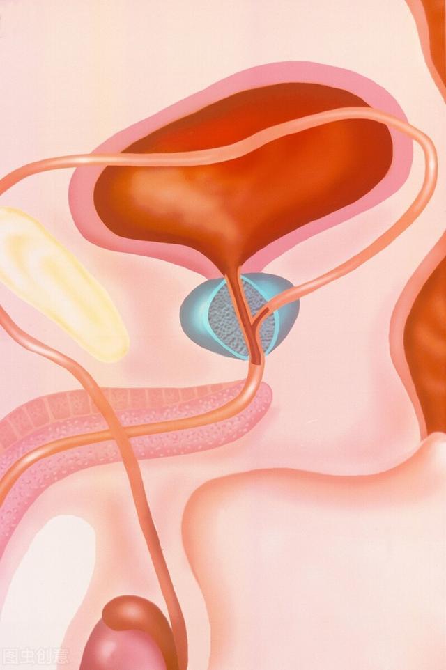 小便次数多还量少,排尿无力还尿路分叉?医生直言:祸根是它__凤凰网