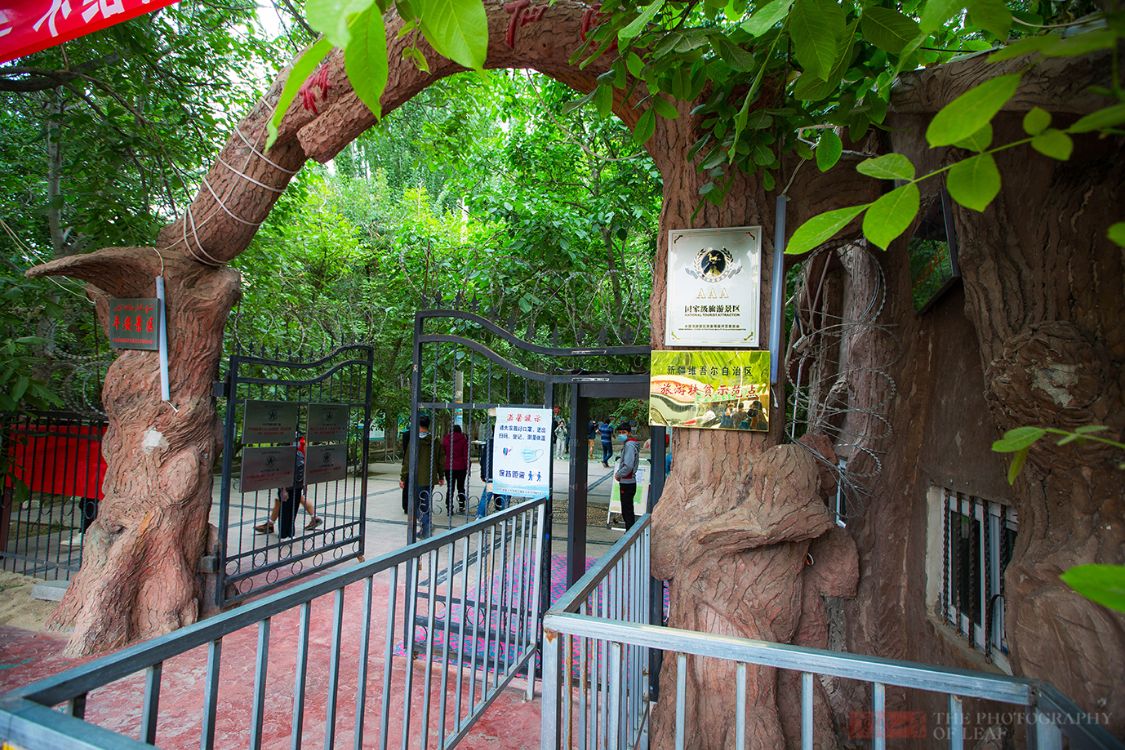 新疆有七棵古核桃树,树龄超1500年,合称核桃七仙,景色难得一见