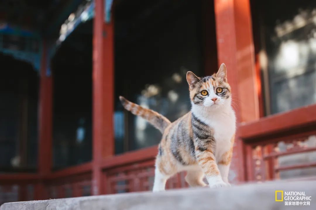 故宫的猫比雪好看太多了