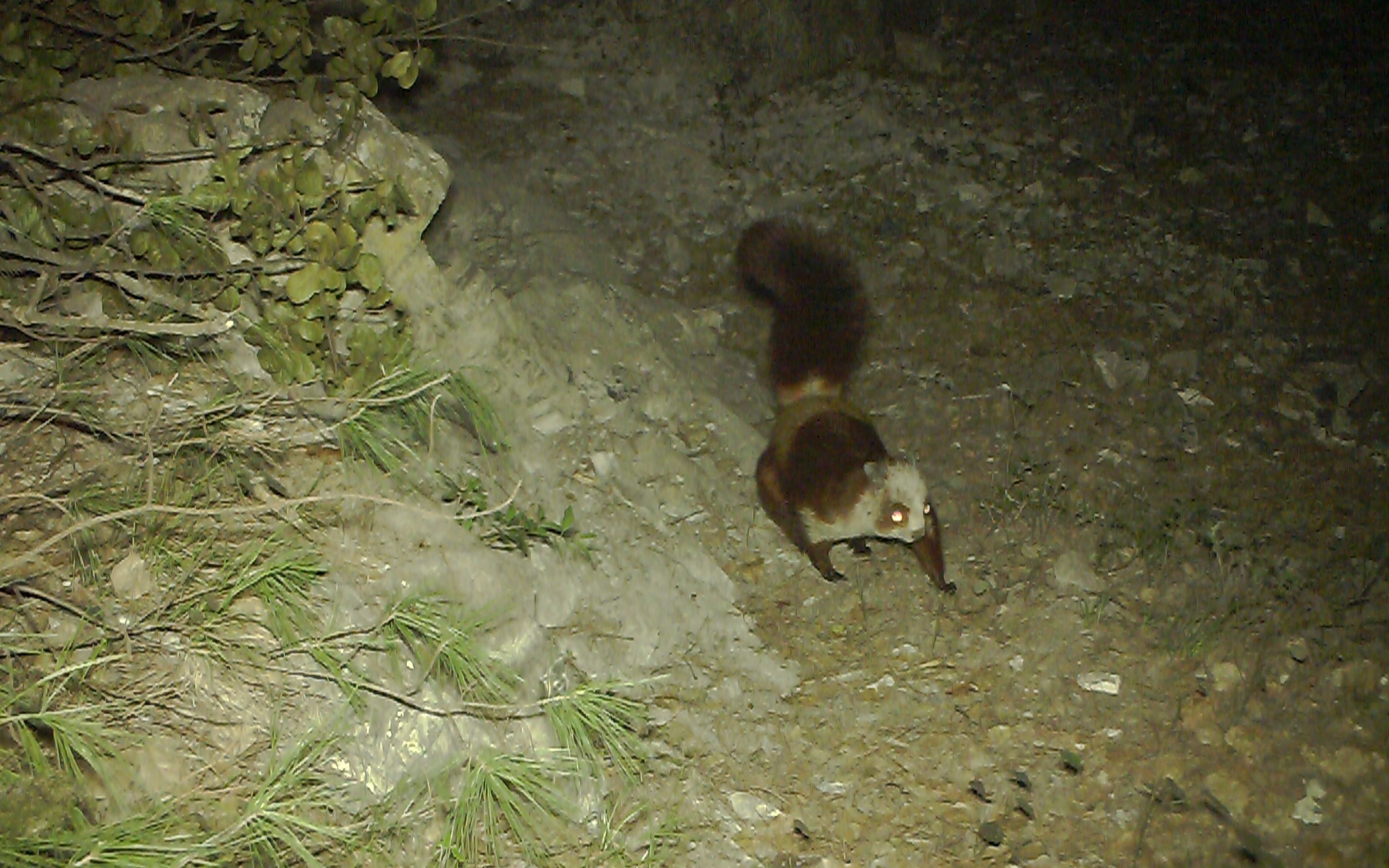 国家二级保护野生动物红白鼯鼠现身重庆阴条岭国家级自然保护区