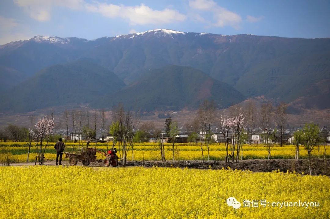 春暖花開,大理洱源的這份賞花地圖請您收藏