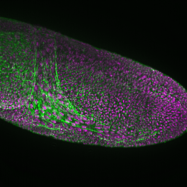 灵动至真奥林巴斯全新alpha3光片显微成像系统正式发布