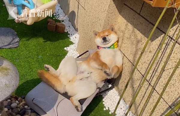 躺在摇摇椅上晒太阳,这样的"狗生"你不羡慕吗?__凤凰网
