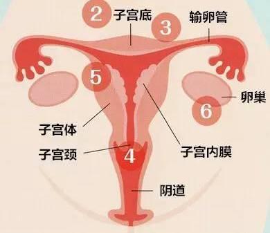 硬核推荐（测血怀孕会不会是假怀孕）血液检查怀孕会不会出错 第2张