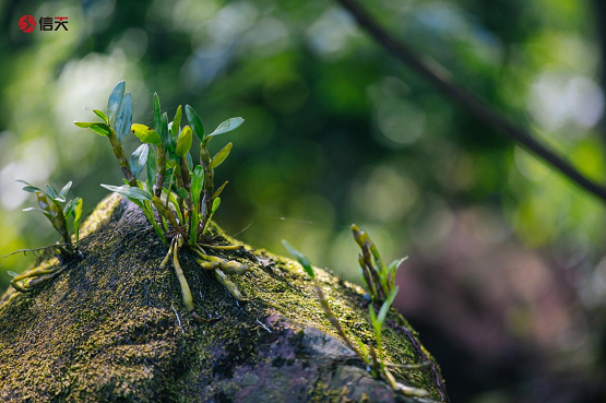 信天金钗石斛助力"莫干山观云高尔夫"圆满落幕