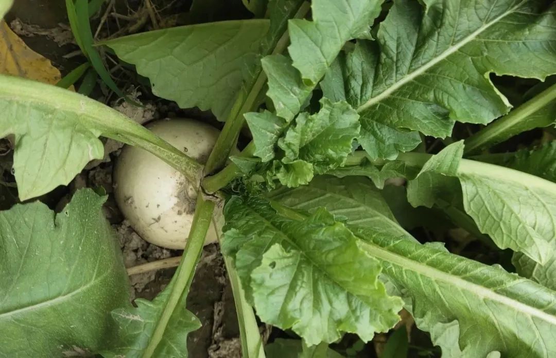 而 胡萝卜缨对于 尿道疾病疗效极好,像尿路感染或急性肾炎水肿的患者