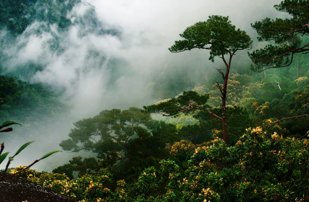 中国国家森林公园排名图片