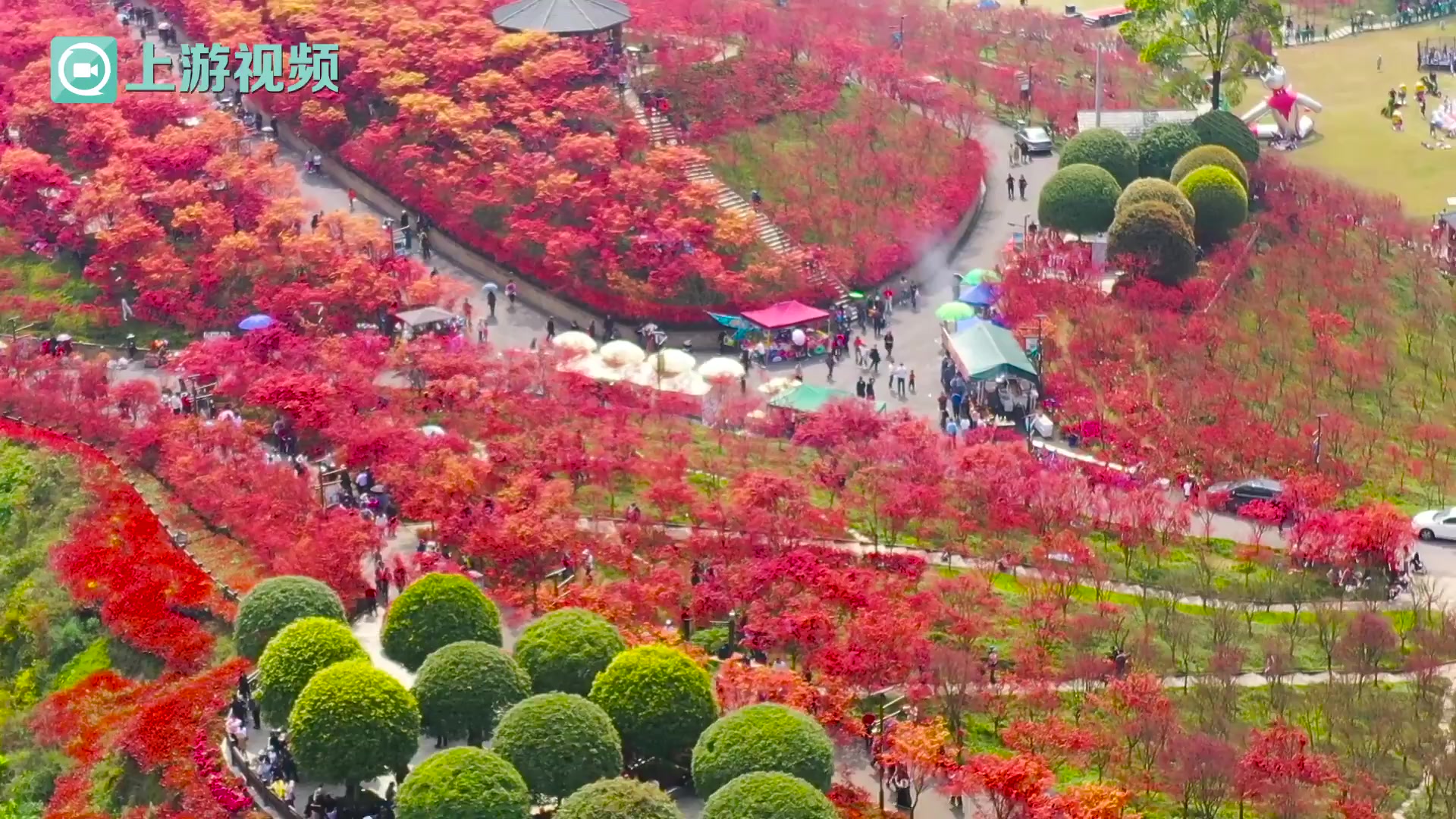 踏青观红枫 遨游红色海洋