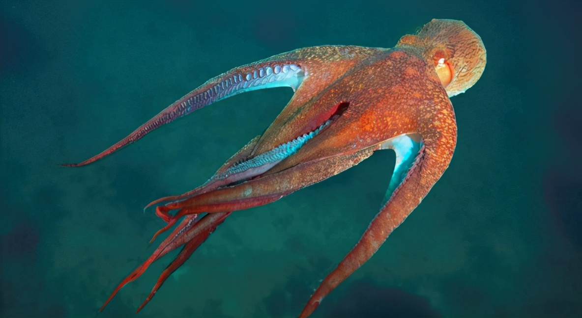 章鱼为什么被公认为外星生物?关键原因是这个!__凤凰网