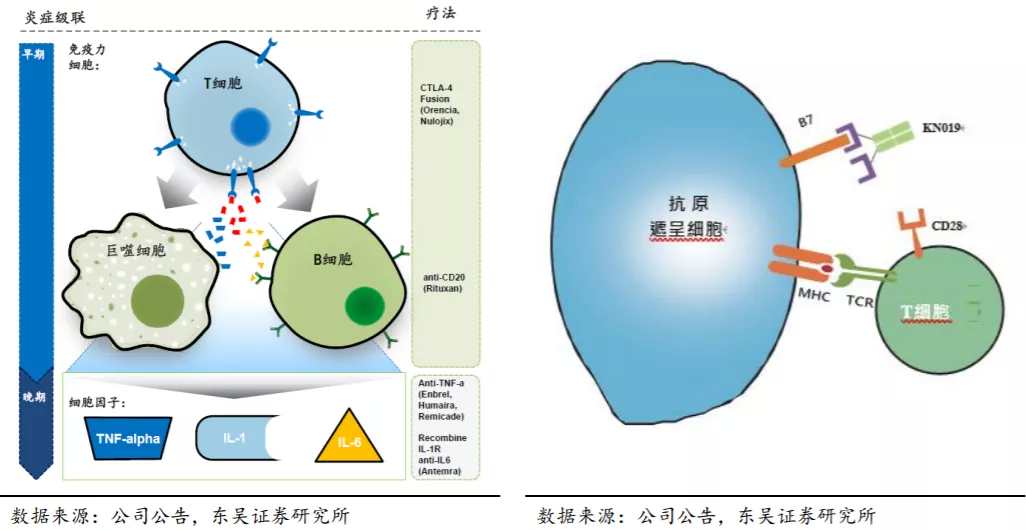 康寧傑瑞製藥b09966行業雙特異性抗體平臺領跑者三大核心產品銷售峰值