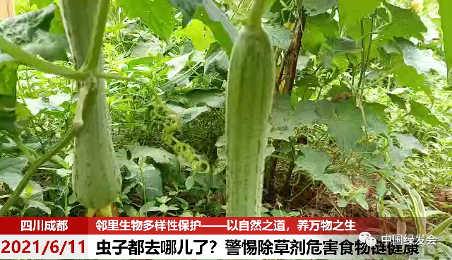 漂亮的叶子,这上面有一个瓜实蝇,大家看看,我不知道它是雄是雌;雌性的