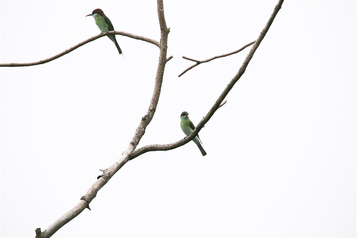 中国最美小鸟 蓝喉蜂虎现身黄梅小池 凤凰网