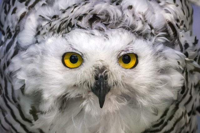 最亲民的超长焦 佳能RF600mm、800mm体验