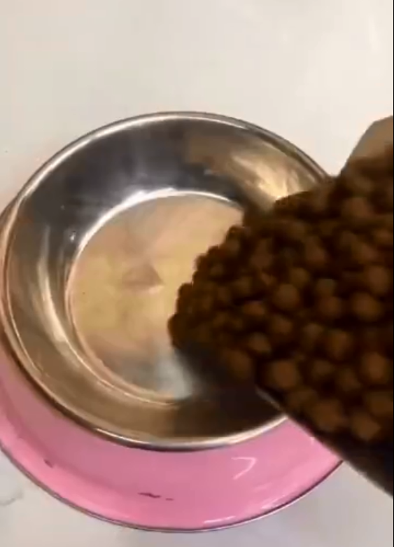 网友测试:狗狗饥饿难耐,以掩耳迅雷之势狂吃狗粮,无吃相!__凤凰网