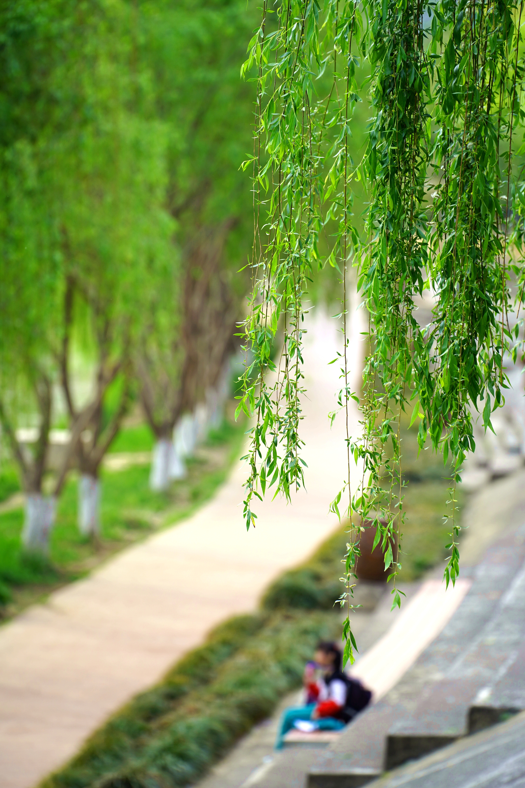 这还是你认识的城市吗广元城柳树绿意盎然春景美如画