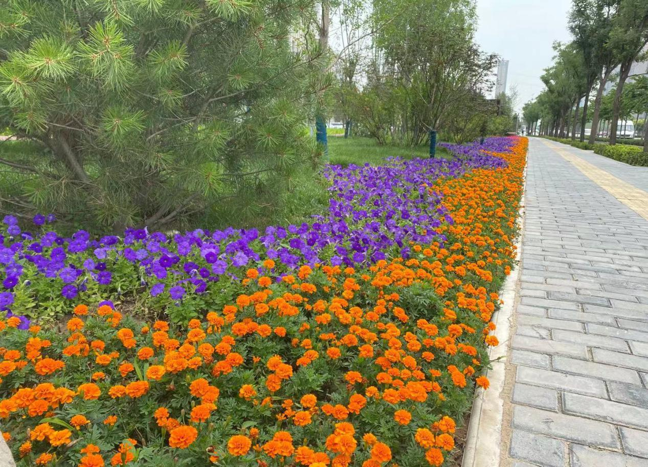元朔大道——平面花带