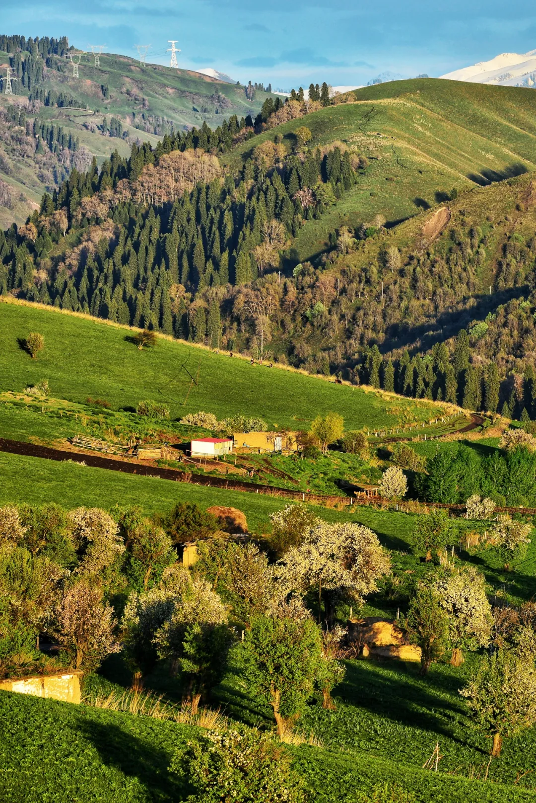 五月的伊犁草原如诗如画