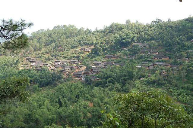 好山出好茶,来自景谷大山的高山白茶__凤凰网