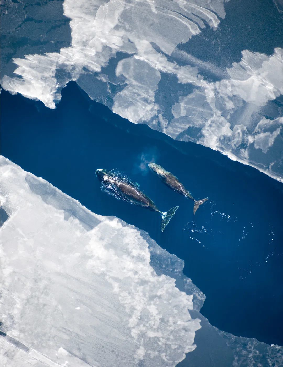 格陵兰岛下了一场暴雨恐怖的数据曝光