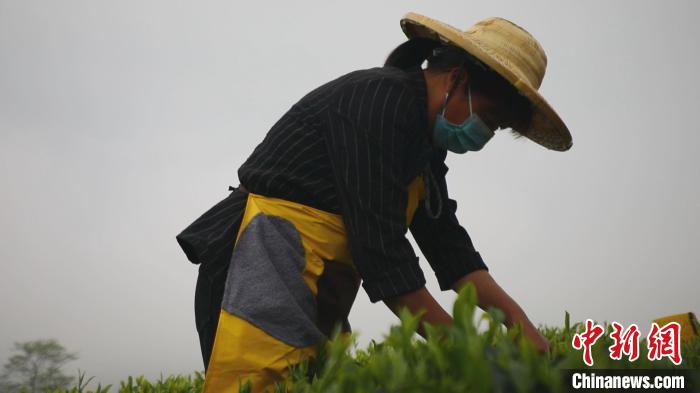 图为茶叶采摘能手比赛。 叶寿长 摄