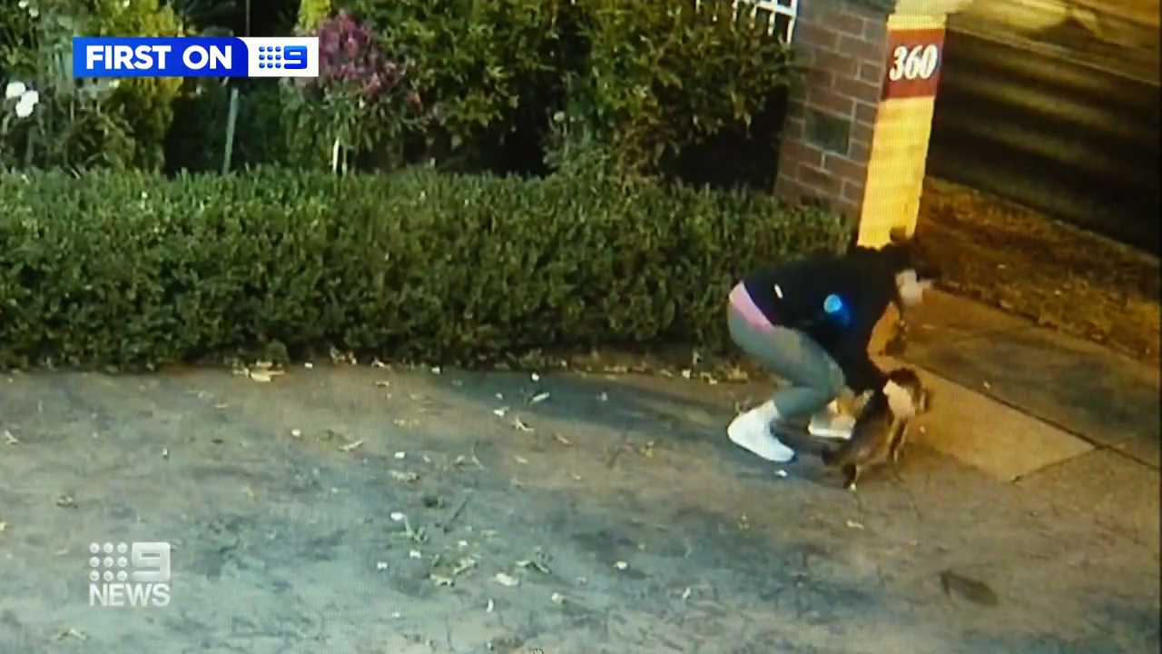 恶劣！澳大利亚一名女子被拍到偷走22岁宠物猫