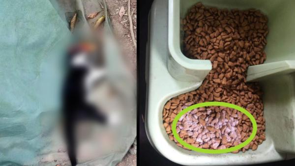 小区5只流浪猫被毒死监控记录疑似投毒过程，居民已报警