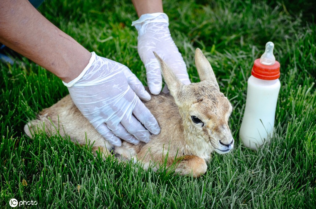 土耳其濒危羚羊宝宝被保护睁大圆眼萌萌哒