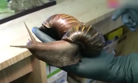 广东25个台风预警生效!雨后出现这东西千万别碰,严重可致命