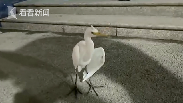 白鹤3.png