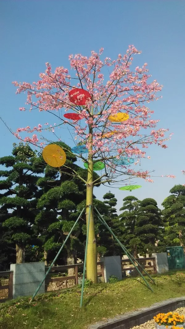 顺德市市花图片