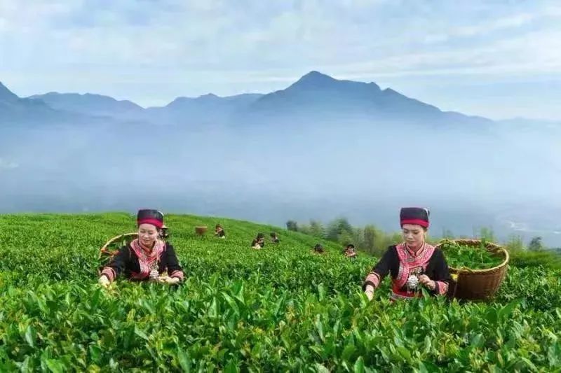 同属福建红茶政和白琳坦洋工夫有什么区别