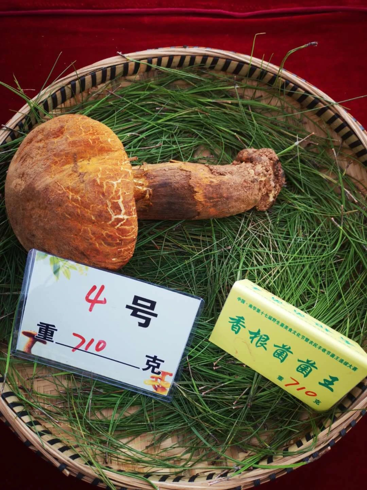 盘点云南历届菌王,谁才是你心目中的"巨无霸"!