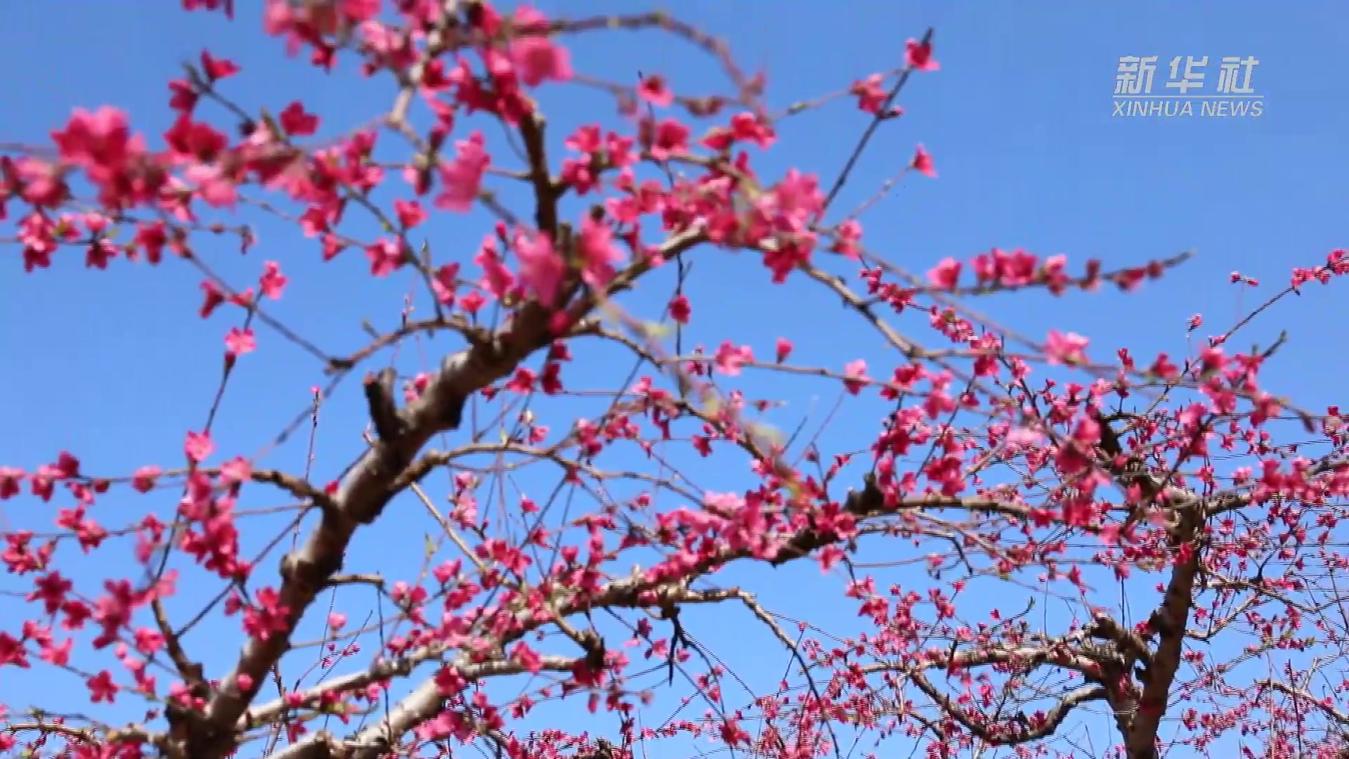 寻乌县桃花图片