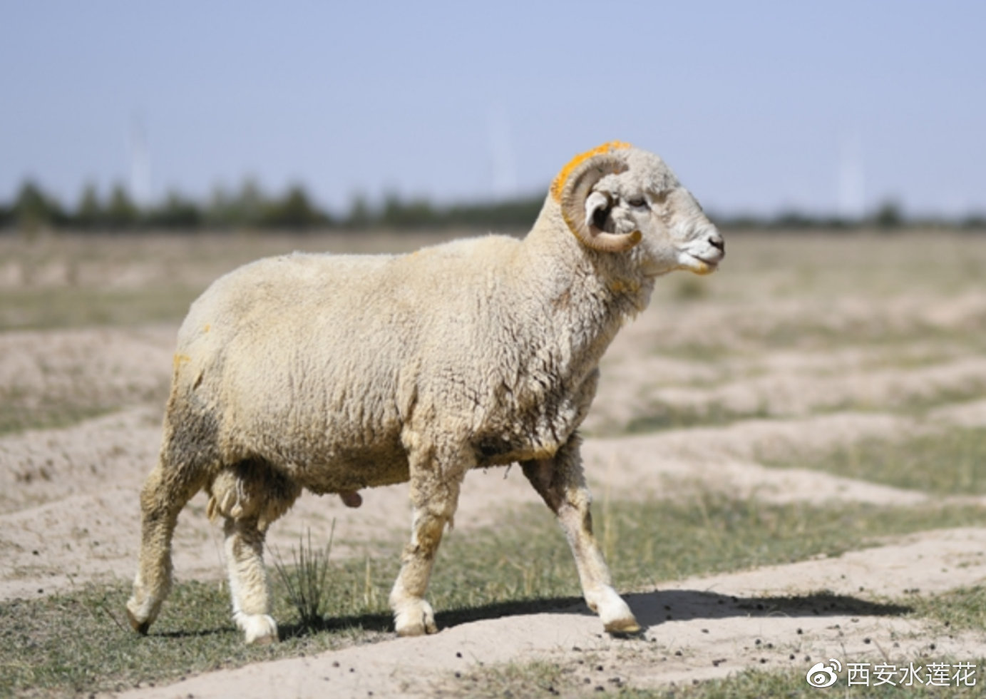 茶卡盐湖景区美食推荐来了!