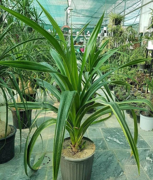 上面是植株较大的盆栽露兜树,叶子是带有金边的