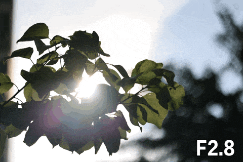 RF系列新利器 佳能RF 100mm微距评测