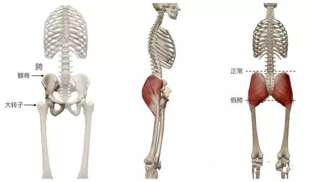 大腿根粗究竟是胖还是假胯宽?这几个动作让你"窄"起来