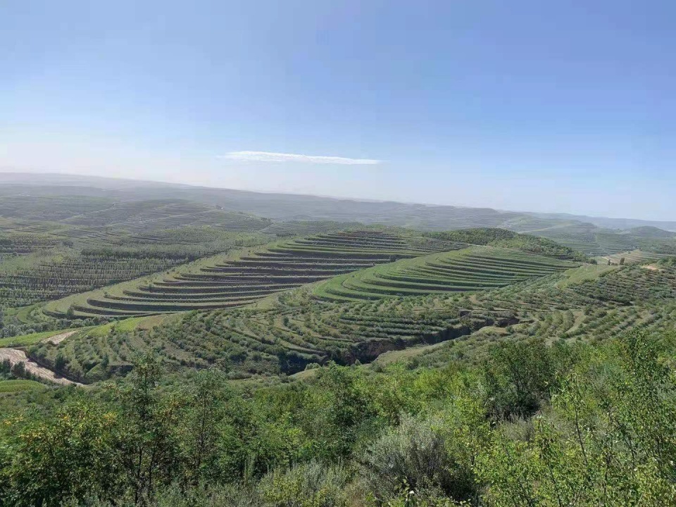 寧夏在固原實施林木間伐提高生態保護質量__鳳凰網