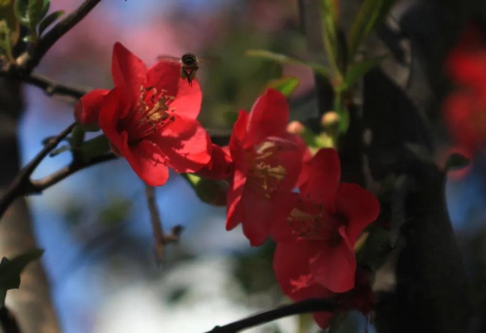 田野间一簇簇浅红色的豌豆花 好像一只只展翅欲飞的蝴蝶 挥舞着翅膀