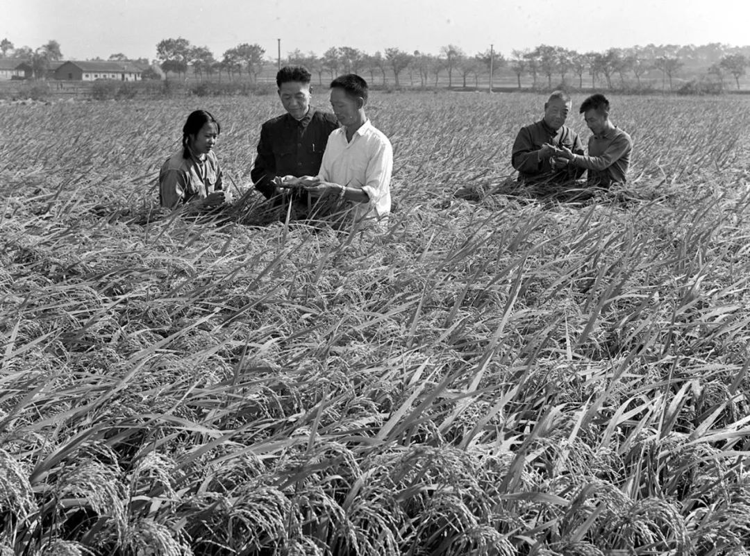 这是1975年11月,袁隆平(右三)和同事李必湖(右一)在观察杂交水稻生长情况。在党和国家的大力支持下,全国有19个省、市、自治区先后组成科研协作组,开展群众科学实验,成功地育成了杂交水稻。新华社记者 孙忠靖 摄